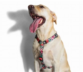 ZEE DOG Szelki Dla Psa Mahalo XS