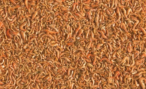 Tetra Pond Shrimp Mix 1l