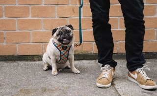 ZEE DOG Szelki Dla Psa Phantom Air Mesh M